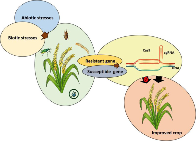 Diagram showing biotic and abiotic stresses on rice, CRISPR-Cas9 editing of resistant and susceptible genes, and resulting improved crop.