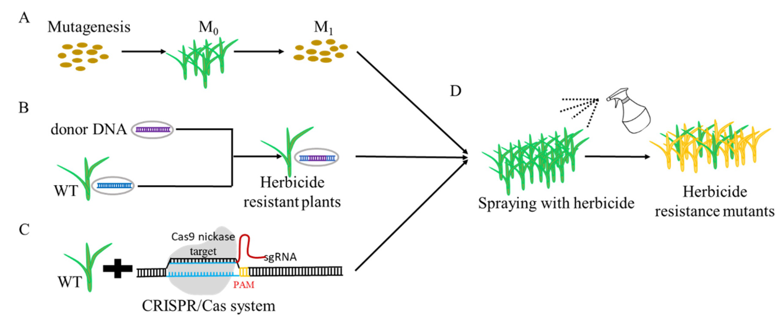 Diagram 2 showing mutagenesis, donor DNA insertion, and CRISPR/Cas system leading to herbicide resistant plants
