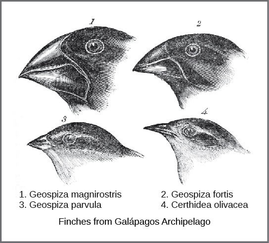 Four Galápagos finch species heads with different beak sizes and shapes.