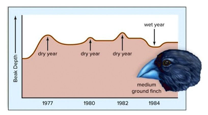 Graph showing beak depth of medium ground finches from 1977 to 1984 with dry and wet years marked.