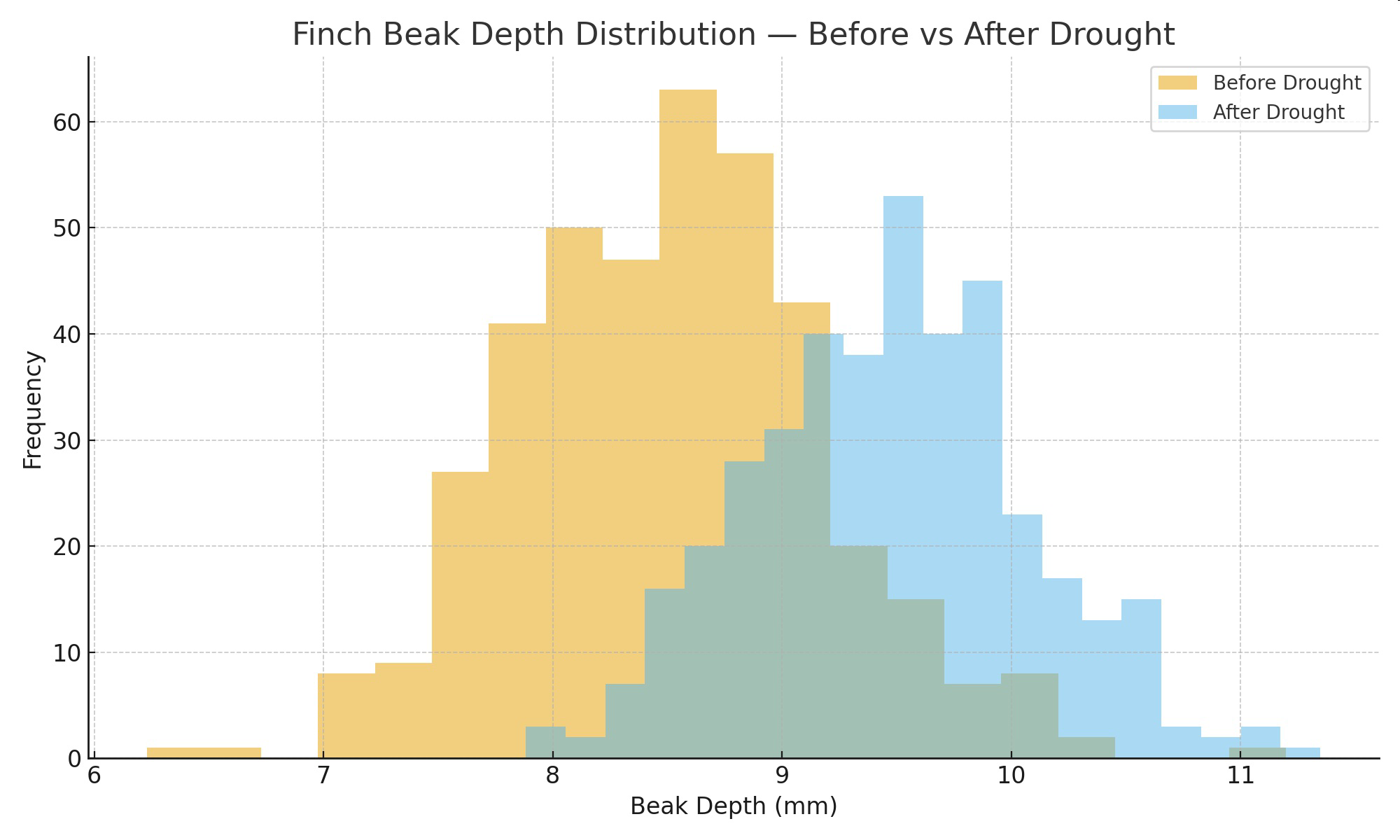 null Finch Beak Depth Distribution — Before vs After Drought histogram