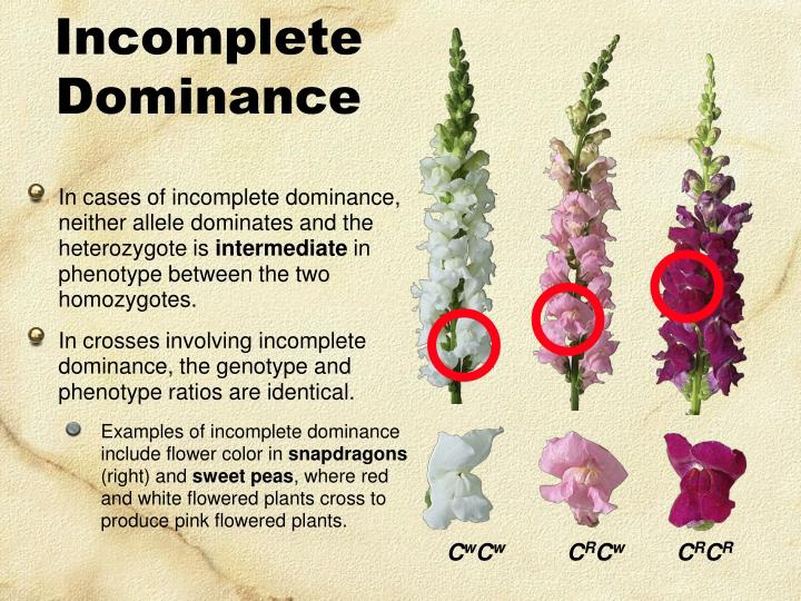 Diagram showing incomplete dominance in snapdragons with white, pink, and red flowers.