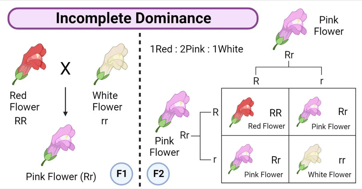 Incomplete dominance diagram showing crosses of red, white, and pink snapdragon flowers and resulting genotypes and phenotypes.