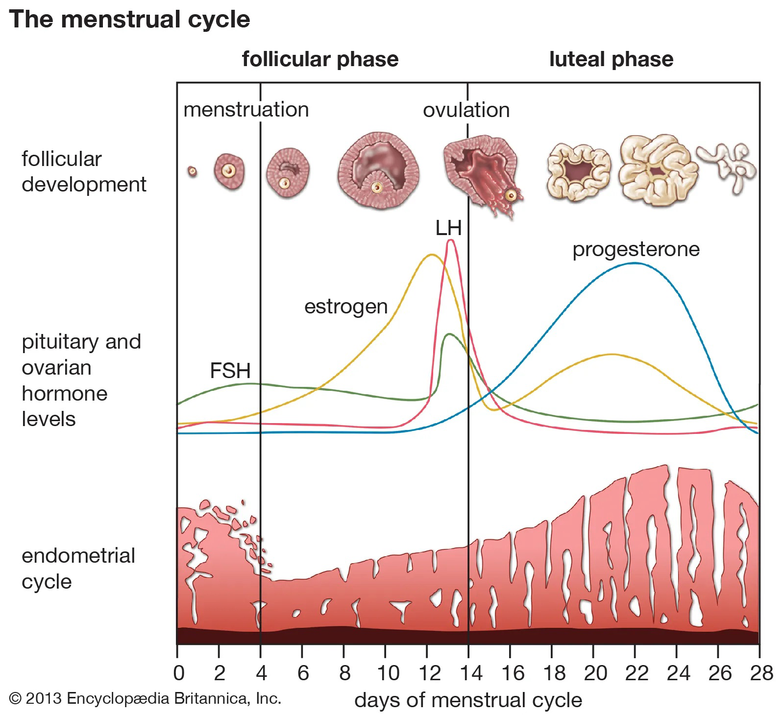 Diagram of the menstrual cycle showing follicular and luteal phases, hormone levels, and endometrial thickness over 28 days.