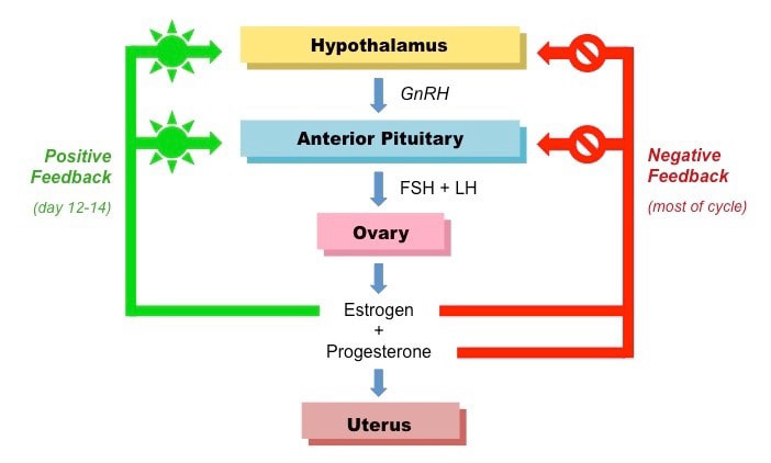 Hormonal feedback diagram showing hypothalamus, anterior pituitary, ovary, uterus, and positive and negative feedback loops.