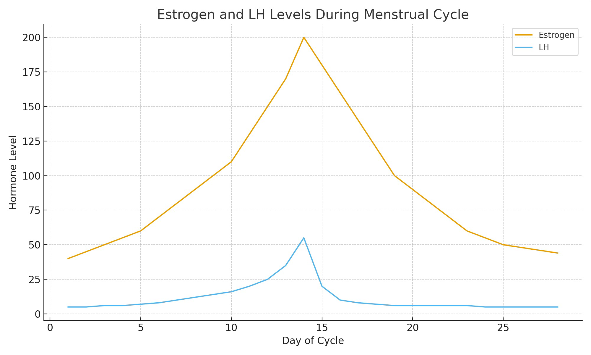 Graph of estrogen and LH levels during the menstrual cycle.