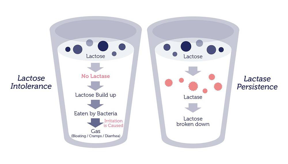 Diagram showing lactose intolerance with no lactase leading to gas and irritation, and lactase persistence where lactase breaks down lactose.
