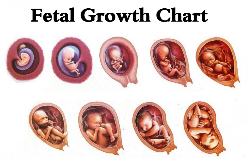 Fetal Growth Chart showing stages of fetal development