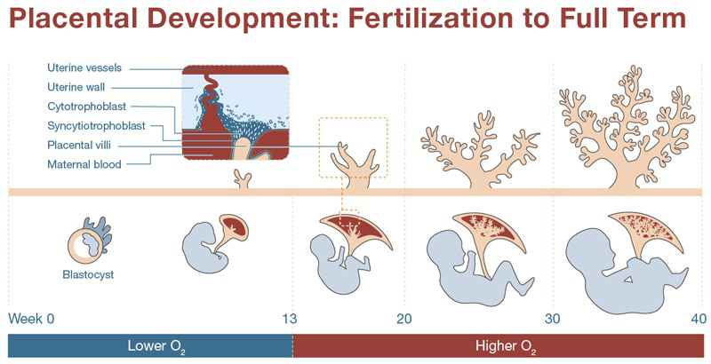 Diagram of placental development from fertilization to full term showing stages from week 0 to week 40.
