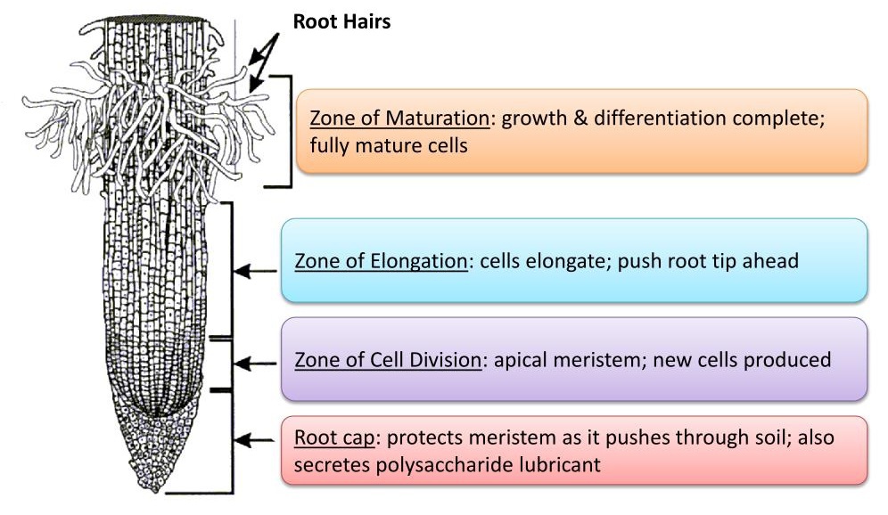 Diagram of a plant root tip showing root hairs, root cap, and the zones of cell division, elongation, and maturation.