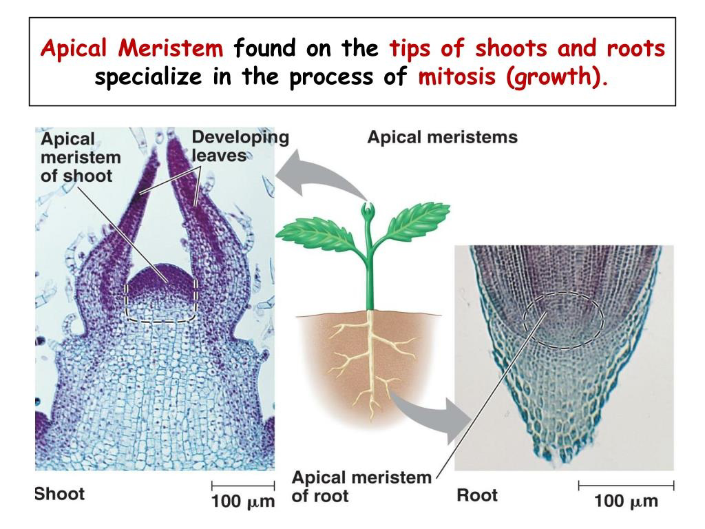 Diagram showing apical meristems at the tips of shoots and roots and associated microscope images.