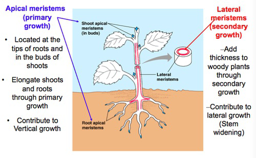 Diagram comparing apical meristems responsible for primary growth and lateral meristems responsible for secondary growth in plants.