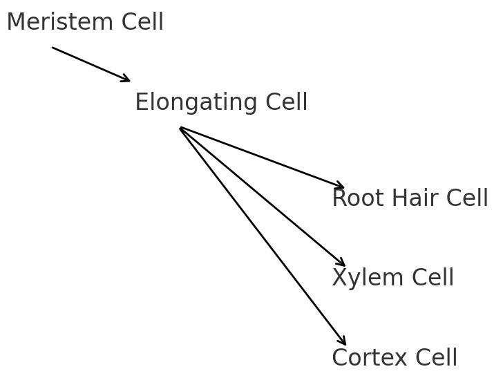Diagram showing differentiation from a meristem cell to an elongating cell, which differentiates into root hair cell, xylem cell, and cortex cell.