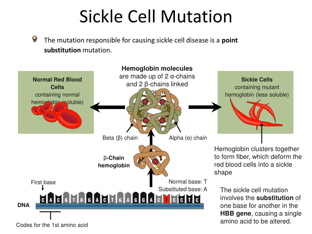 Diagram showing normal red blood cells, hemoglobin structure, and the sickle cell mutation caused by a base substitution in the HBB gene.