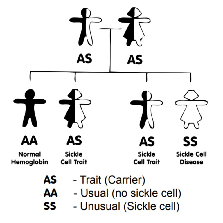 Diagram showing inheritance of sickle cell alleles and resulting genotypes AA, AS, SS and their traits.