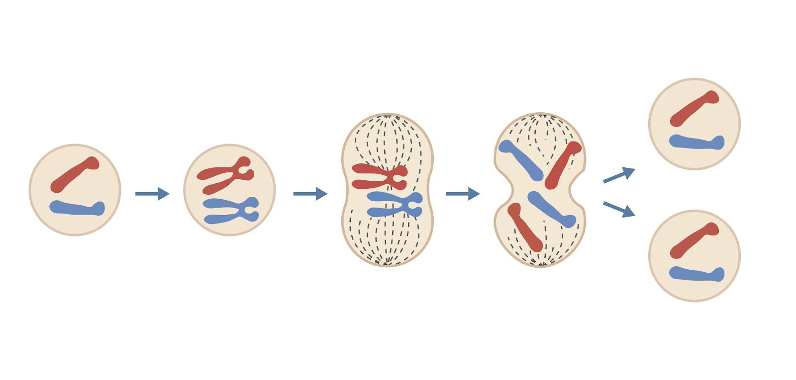 Diagram showing stages of mitosis and cell division.