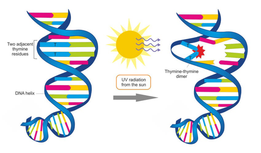 Diagram showing UV radiation from the sun causing thymine-thymine dimers in a DNA helix.