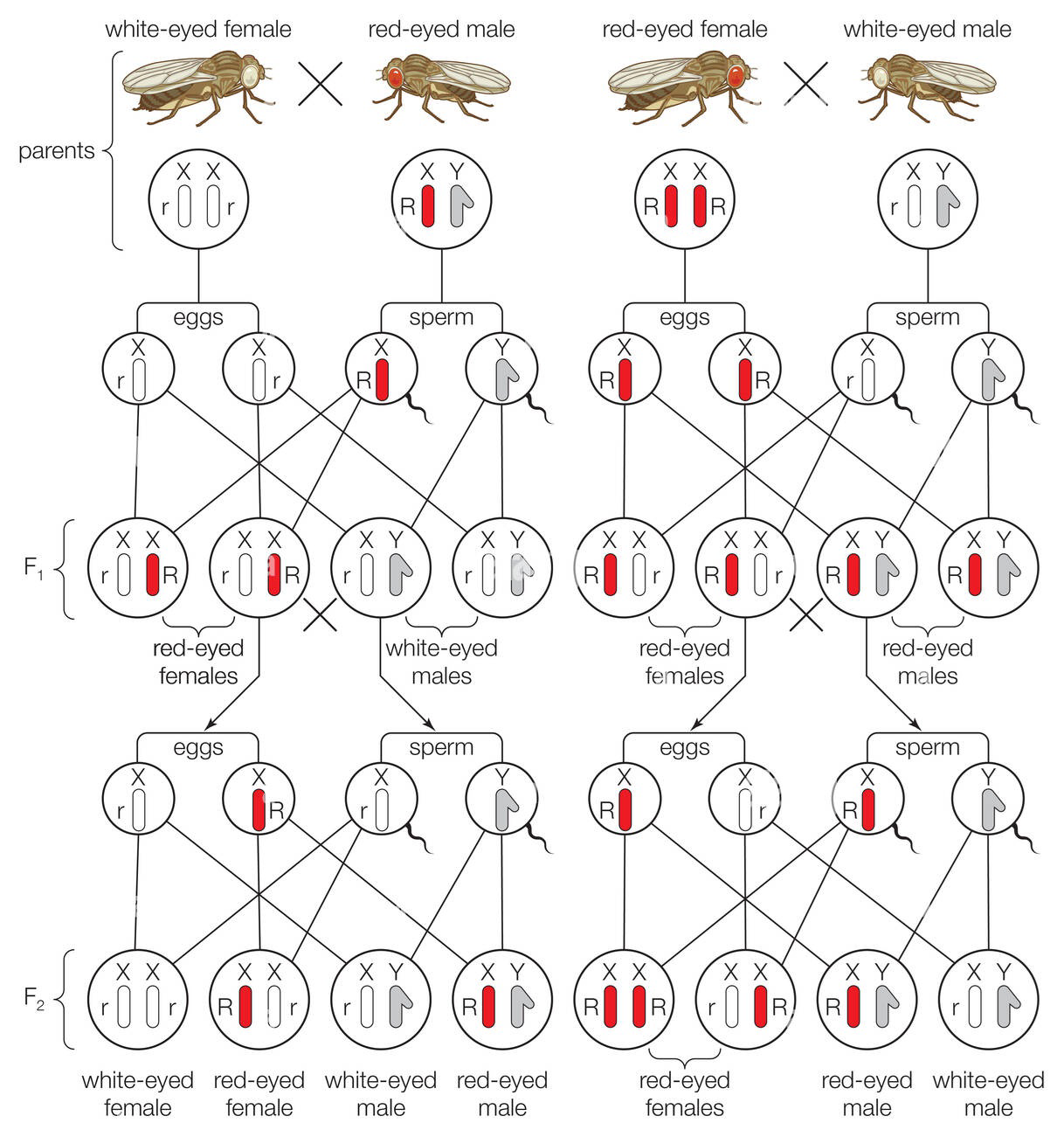 Sex-linked inheritance diagram showing crosses between white-eyed and red-eyed male and female Drosophila, and resulting F1 and F2 offspring phenotypes and genotypes.