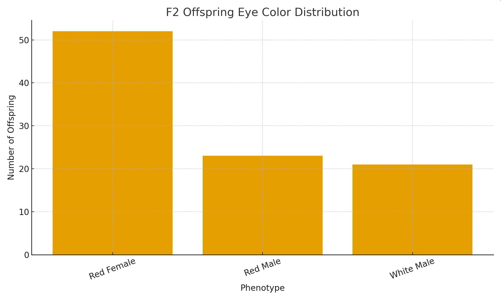 Graph of F2 offspring eye color distribution by phenotype