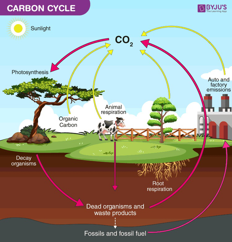 Diagram of the carbon cycle showing movement of carbon between the atmosphere, biosphere, and geosphere.