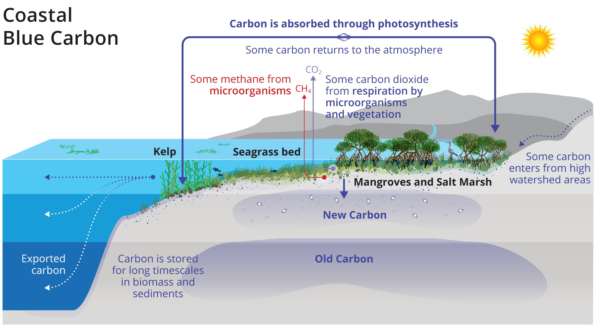 null Diagram of carbon cycling in a coastal blue carbon ecosystem showing kelp, seagrass bed, mangroves and salt marsh with flows of carbon and methane between atmosphere, water, biomass, and sediments.