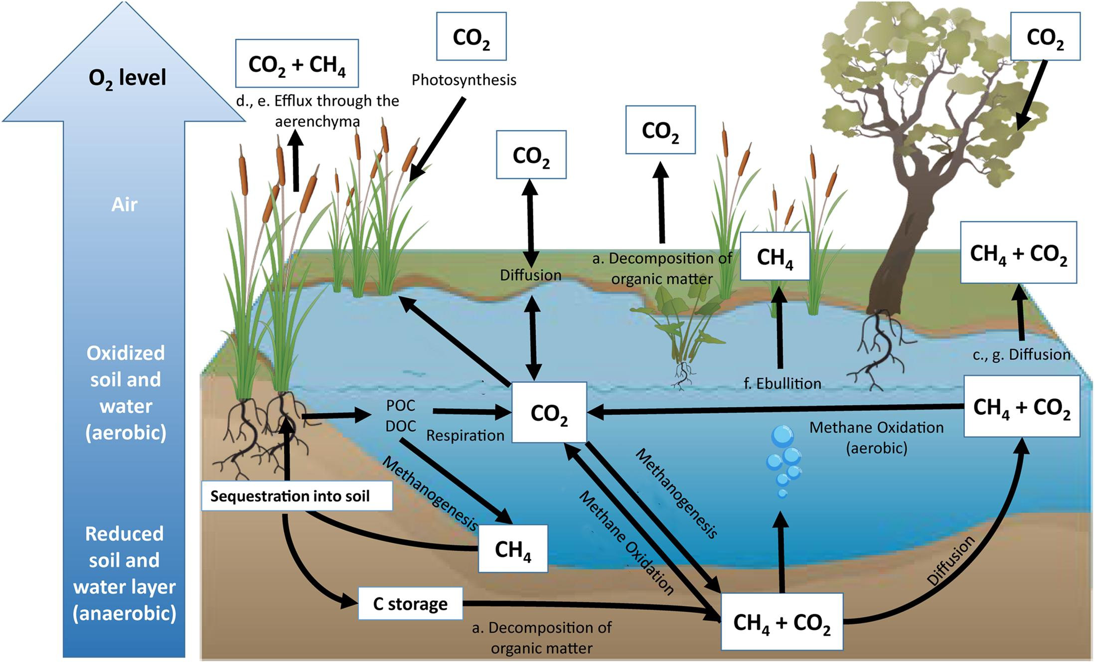 Diagram of carbon storage and fluxes in a wetland ecosystem, showing pathways of CO2 and CH4 between air, plants, water, and soil.