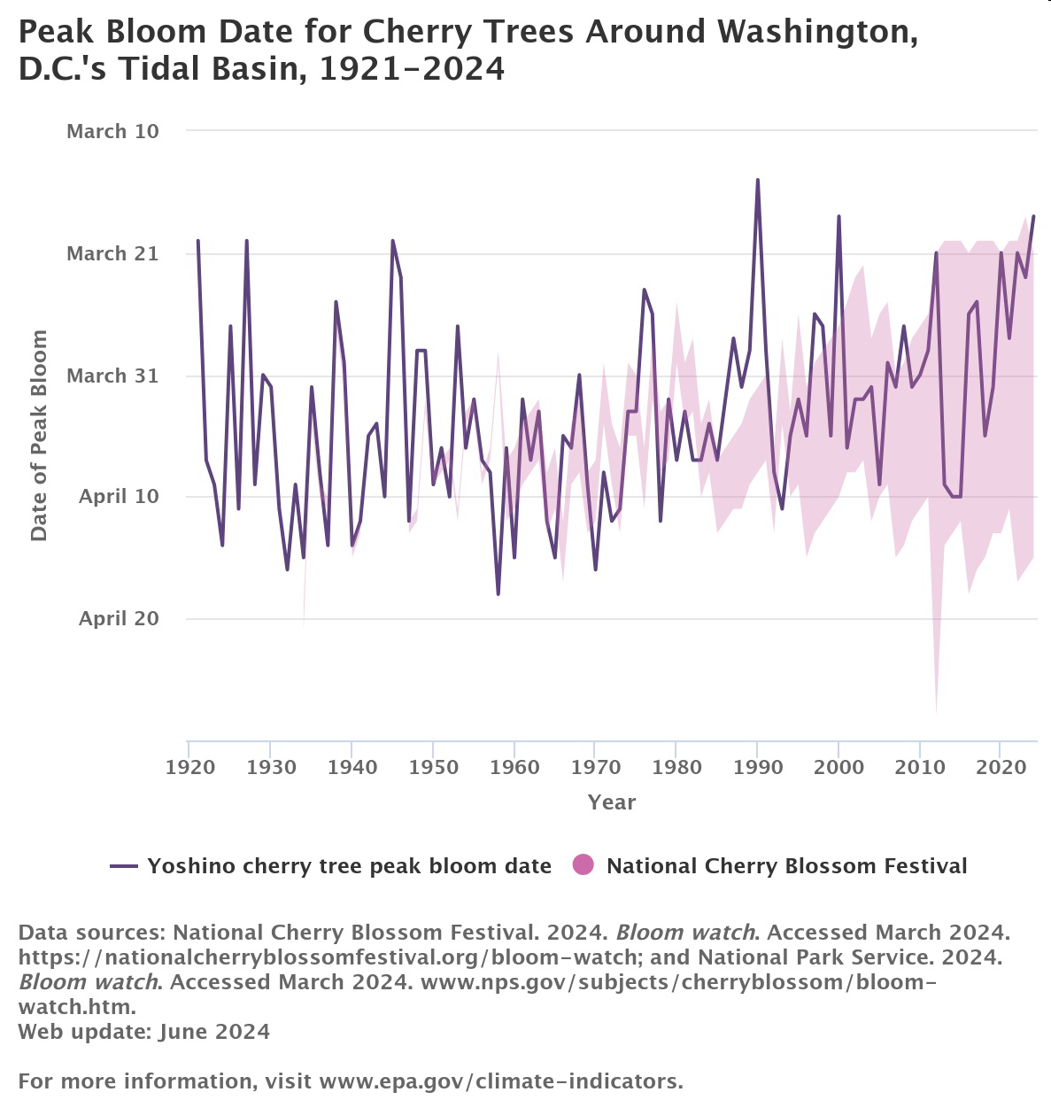 Graph titled 'Peak Bloom Date for Cherry Trees Around Washington, D.C.'s Tidal Basin, 1921–2024' showing dates of peak bloom and the timing of the National Cherry Blossom Festival.