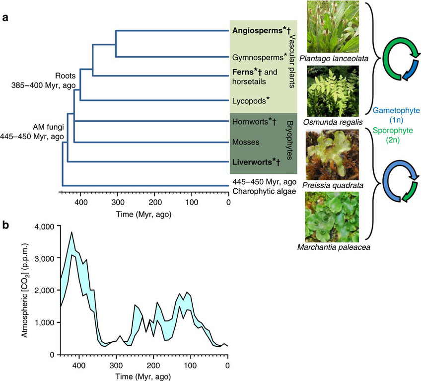 Diagram showing evolution of land plant lineages over time and corresponding atmospheric CO2 levels.