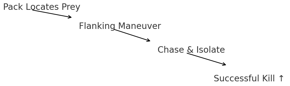 Diagram showing steps: Pack locates prey, flanking maneuver, chase and isolate, successful kill.
