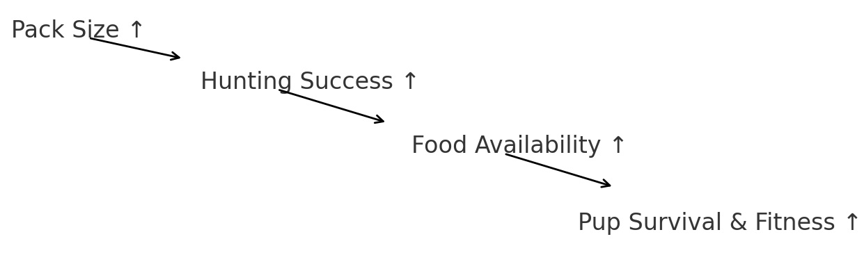 Diagram showing that as pack size increases, hunting success increases, which increases food availability, leading to increased pup survival and fitness.