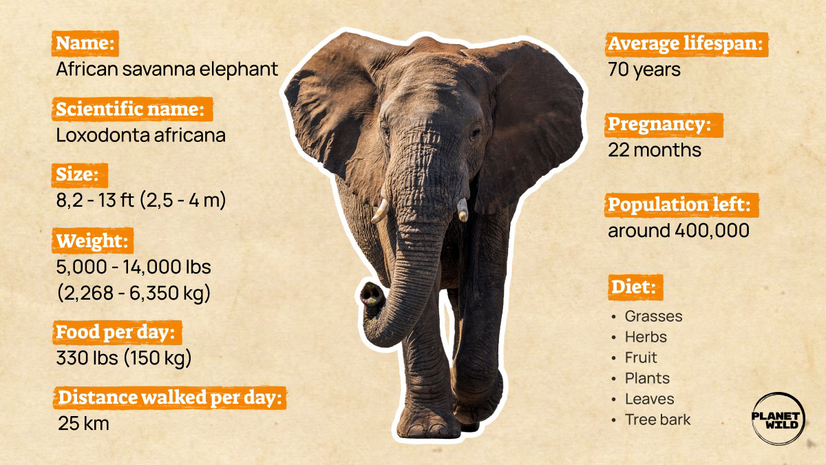 Diagram showing an African savanna elephant and its characteristics such as size, weight, diet, and lifespan.