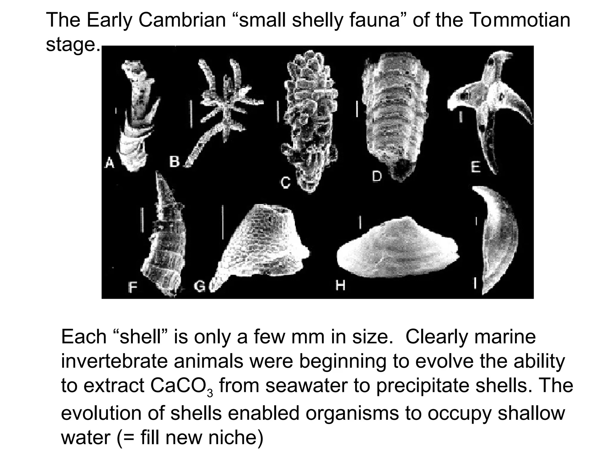 The Early Cambrian small shelly fauna of the Tommotian stage