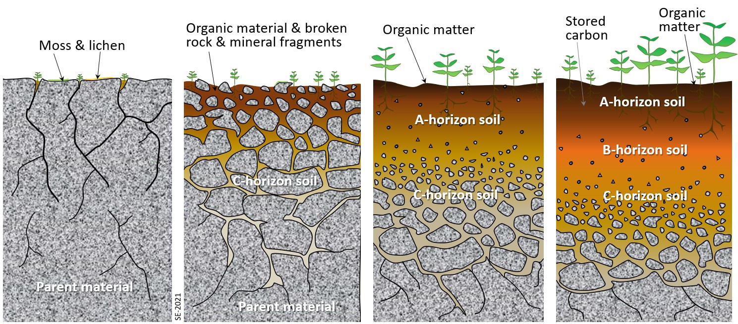 Diagram showing stages in the formation of soil horizons from bare rock to A-, B-, and C-horizon soils with moss, lichen, and plants.