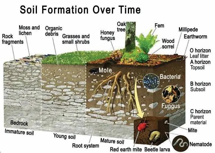 Diagram showing soil formation over time with labeled horizons, organisms, and plant roots.