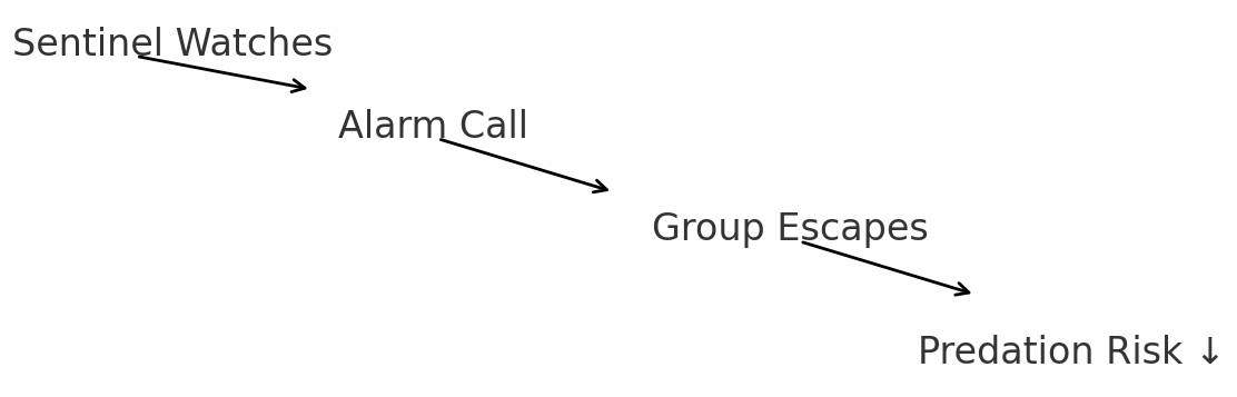 Diagram showing sequence: Sentinel Watches → Alarm Call → Group Escapes → Predation Risk decreases.