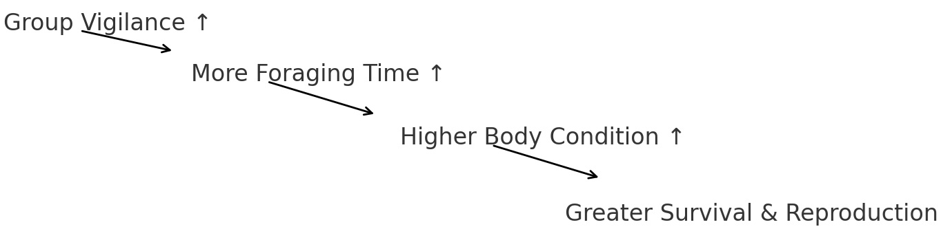 Diagram showing Group Vigilance leading to More Foraging Time, Higher Body Condition, and Greater Survival and Reproduction.