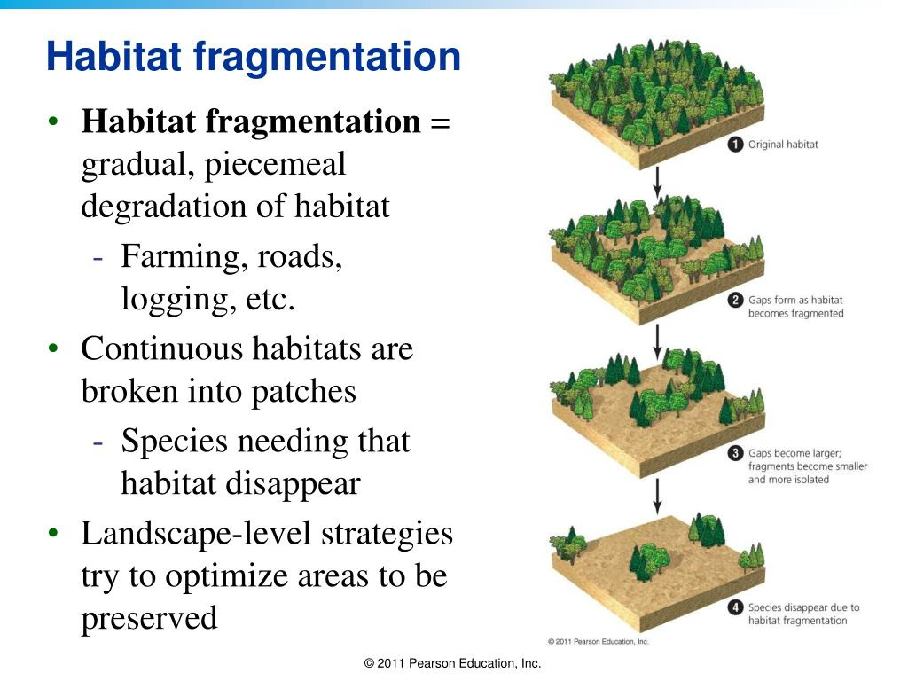 Diagram showing habitat fragmentation with text and a series of panels of a forest becoming fragmented into smaller patches.