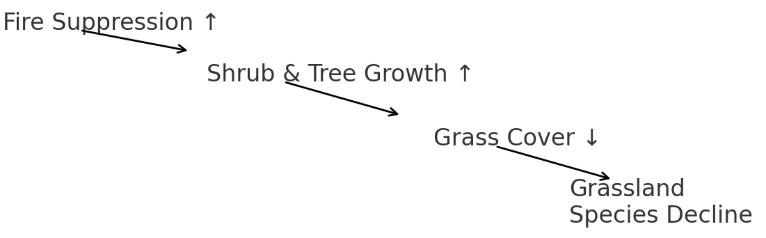 Diagram showing sequence: Fire Suppression increases, leading to increased shrub and tree growth, which leads to decreased grass cover and finally grassland species decline.