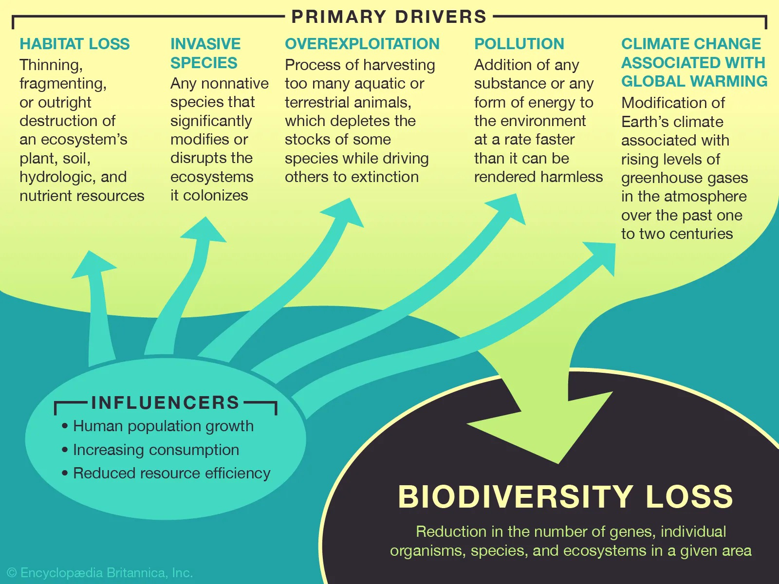 Diagram showing primary drivers and influencers leading to biodiversity loss