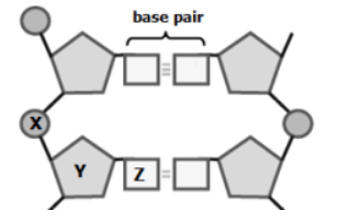 null Diagram of a section of nucleic acid labeled X, Y, Z and base pair