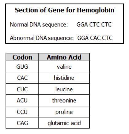 null Section of Gene for Hemoglobin and codon table
