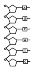 null Diagram showing a single DNA strand with bases A, G, C, A, T, C.