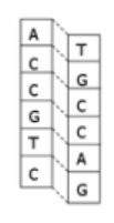 null Diagram showing a segment of DNA that codes for a genetic disease.