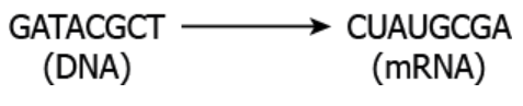null DNA to mRNA coding sequence