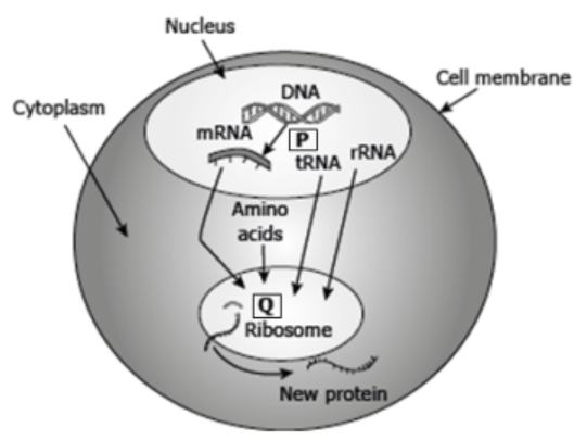 null Diagram showing the process of protein synthesis in a cell with processes P and Q