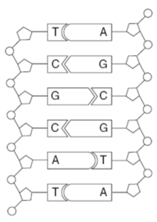 null Diagram representing a section of a DNA molecule showing base pairs T-A, C-G, G-C, C-G, A-T, and T-A.