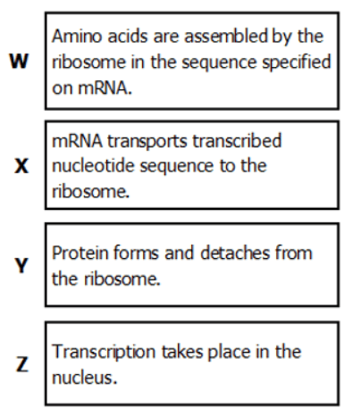 null Diagram showing steps W, X, Y, and Z in protein synthesis