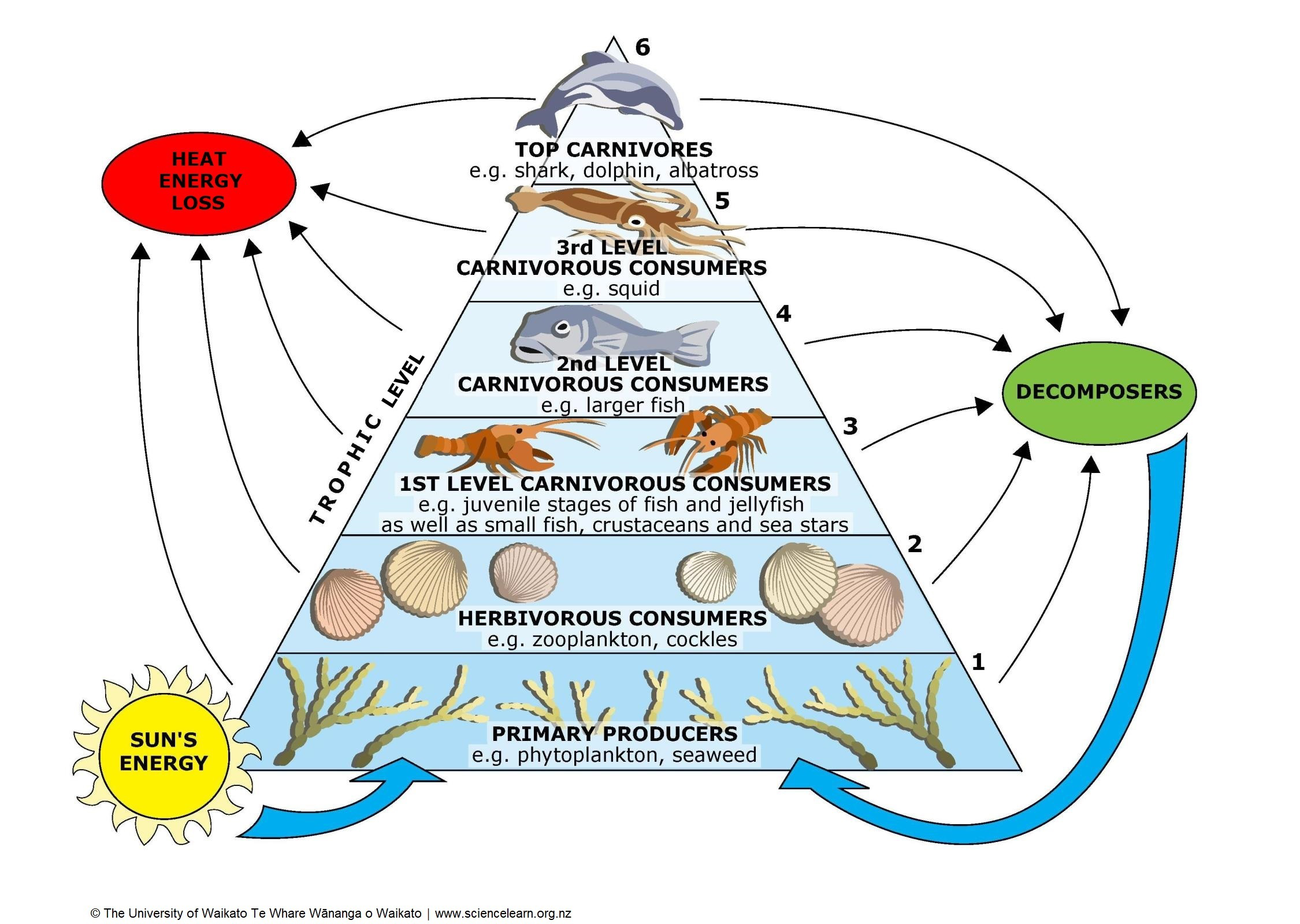 Pyramid diagram of coral reef energy flow showing trophic levels from primary producers to top carnivores, with arrows to decomposers and heat energy loss.
