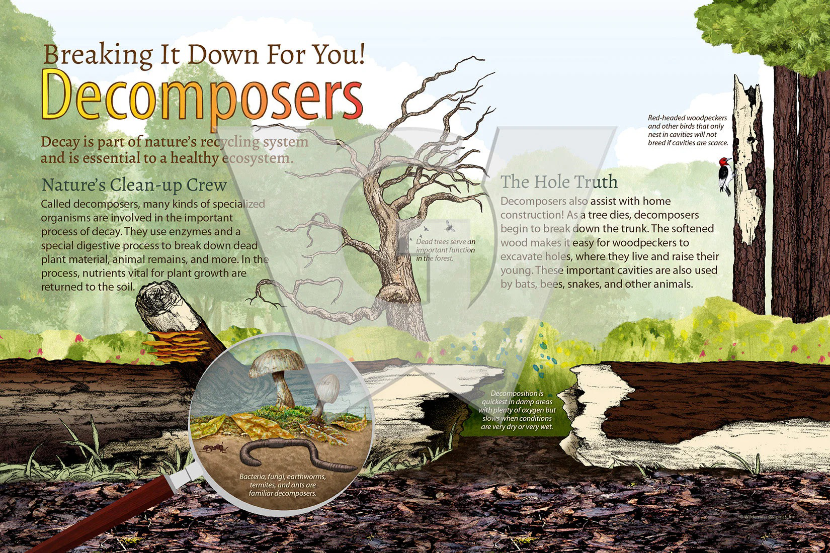Decomposition on the forest floor diagram showing decomposers and forest ecosystem.
