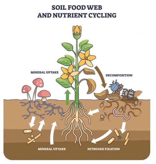 Diagram labeled Soil Food Web and Nutrient Cycling showing plants, decomposers, and nutrient movement in soil.